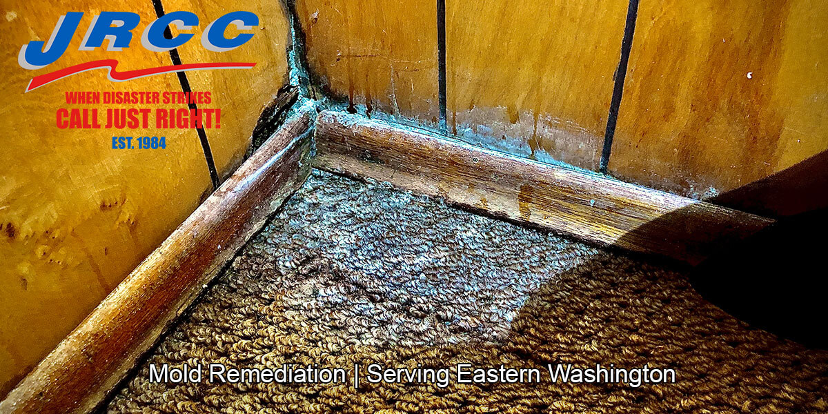  Black mold removal in Eastern Washington