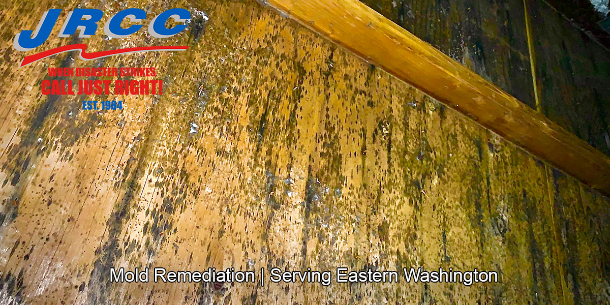  Black mold removal in Toppenish, WA