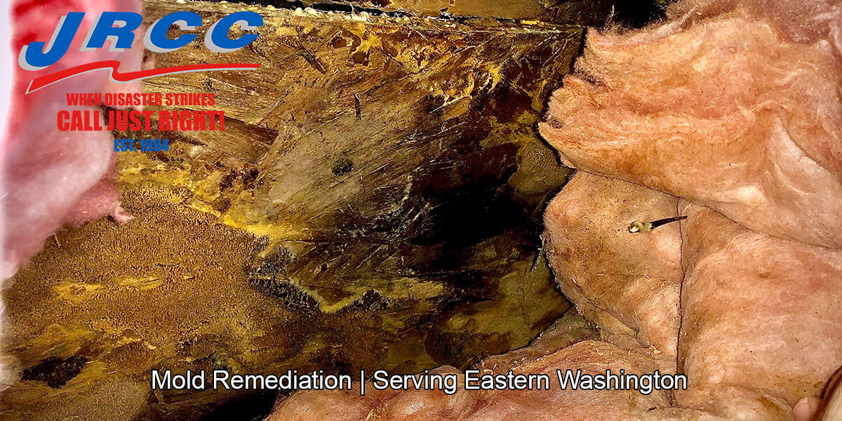  Black mold removal in Ellensburg, WA