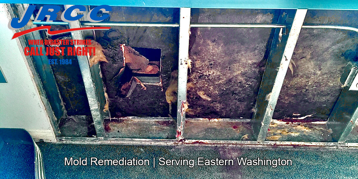  Black mold remediation in Fairview, WA