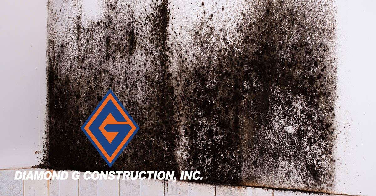  Certified Mold Removal in Mogul, NV