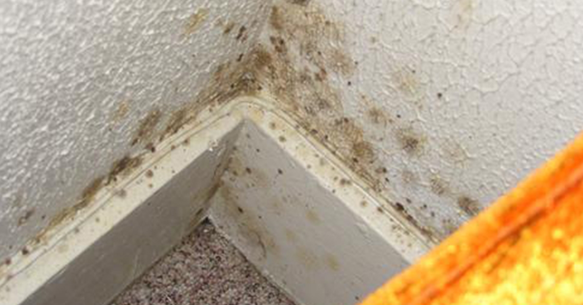 All About Mold Series – #1 Understanding How Mold Thrives Can Help Us Prevent Mold Growth In Your Home or Business