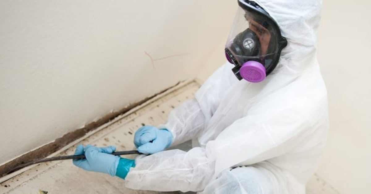 All About Mold Series – #4 A Detailed Look at Mold Remediation