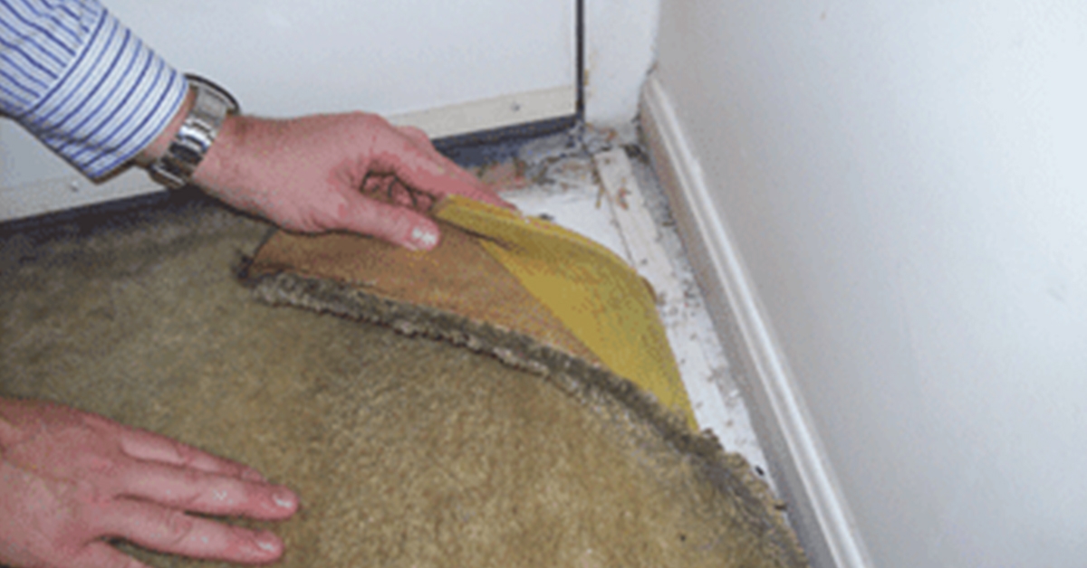All About Mold Series – #5 Signs That You May Have Mold In Your House