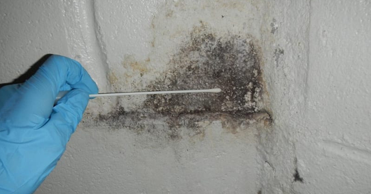 All About Mold Series – #6 What Happens and What to Expect During a Mold Inspection