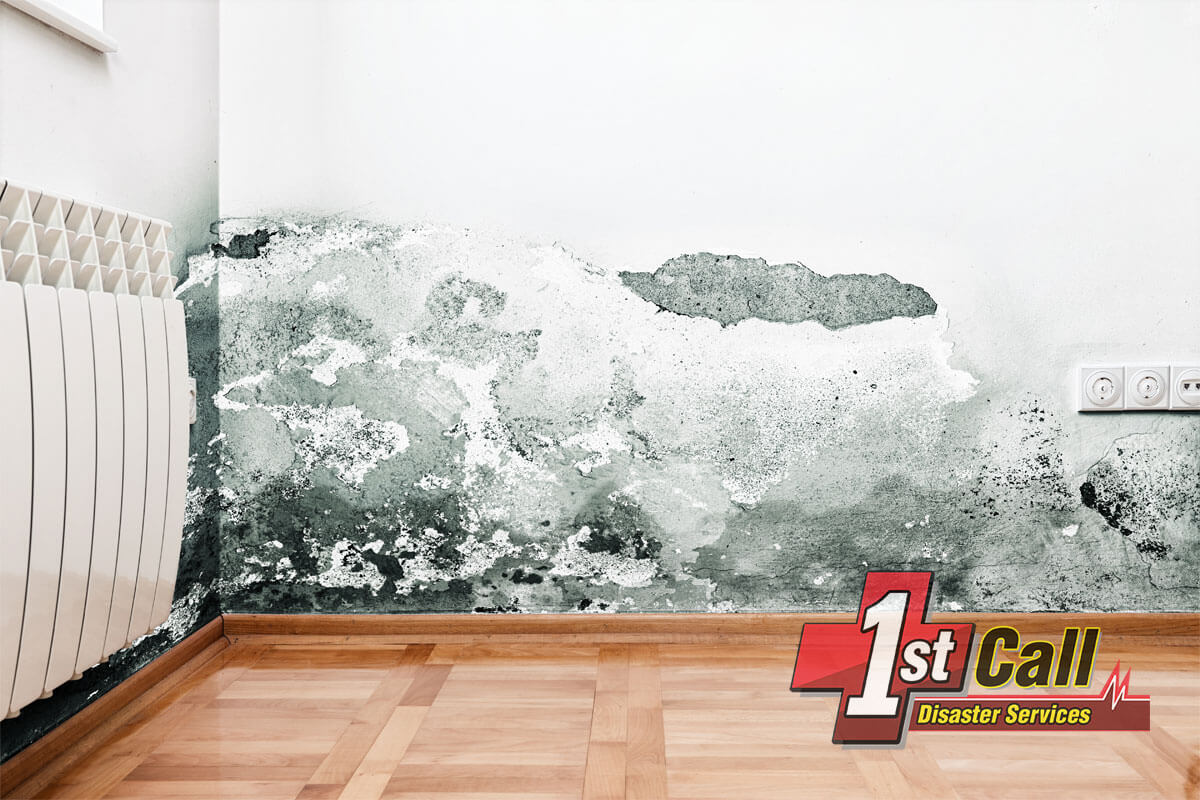 Mold Removal in Southgate, KY