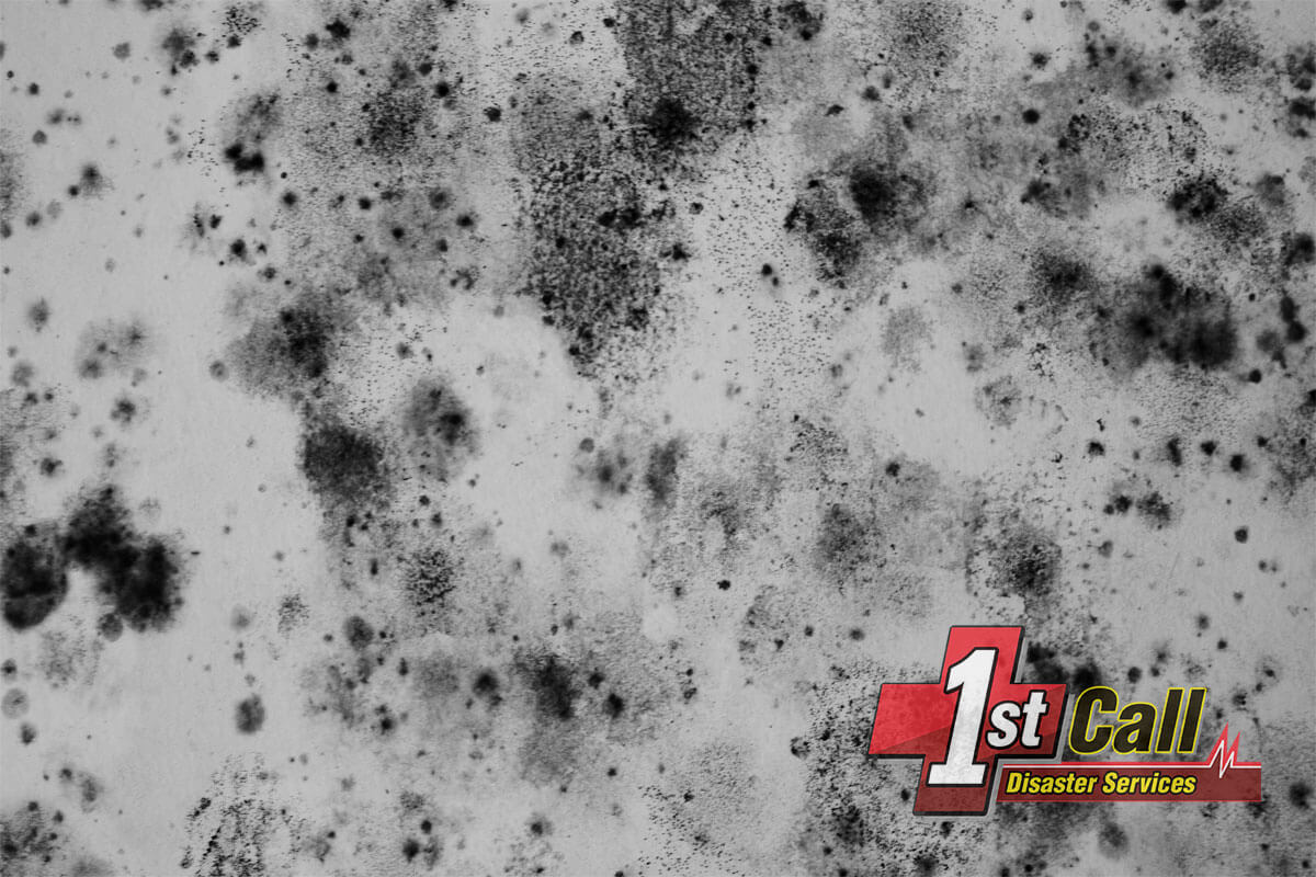 Mold Remediation in Lakeside Park, KY