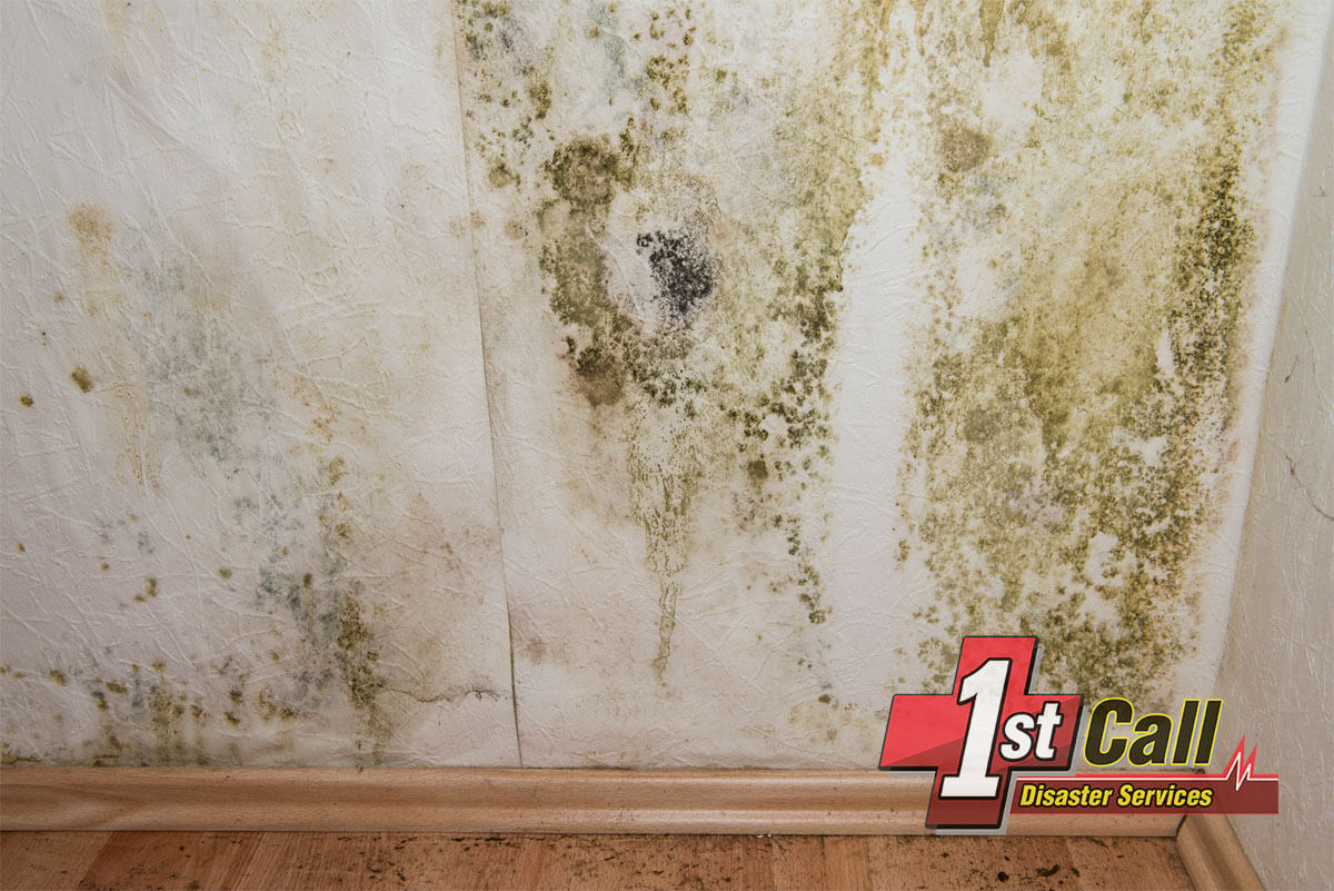Mold Mitigation in Southgate, KY