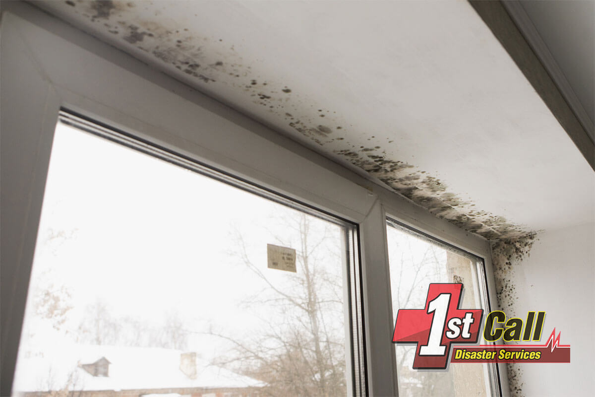   Mold Mitigation in Edgewood, KY