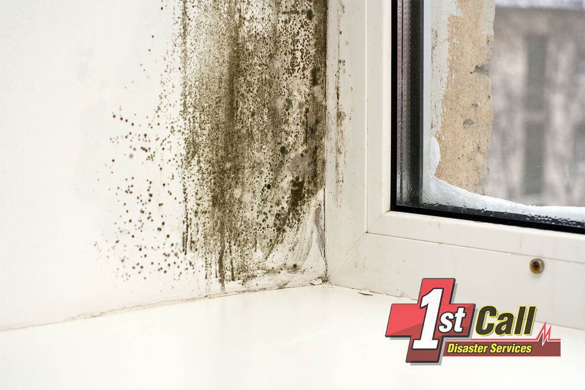   Mold Mitigation in Edgewood, KY
