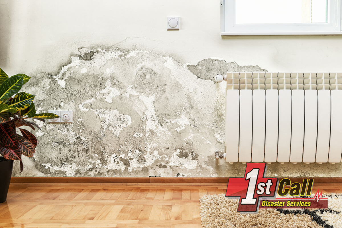   Mold Removal in Walton, KY