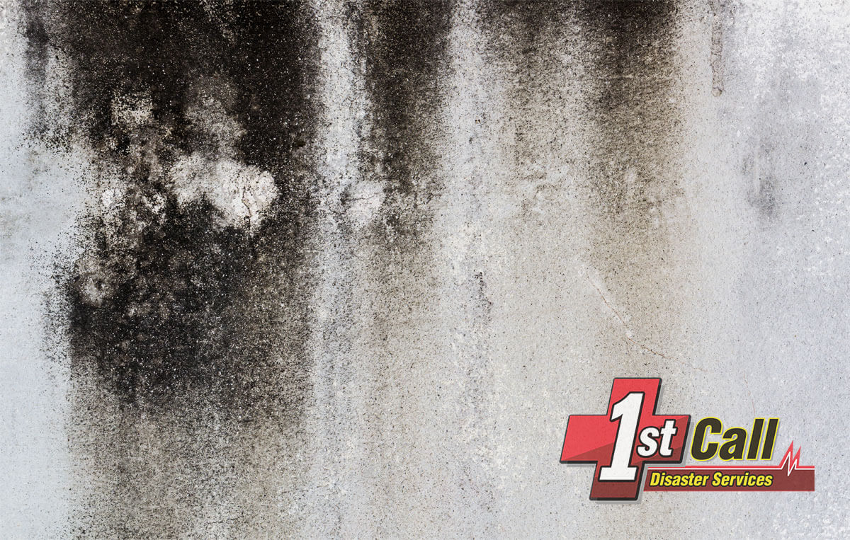   Mold Removal in Newport, KY