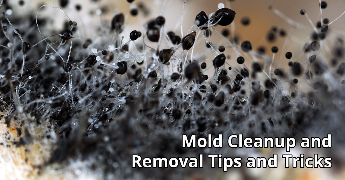   Mold Removal Tips in Oakbrook, KY