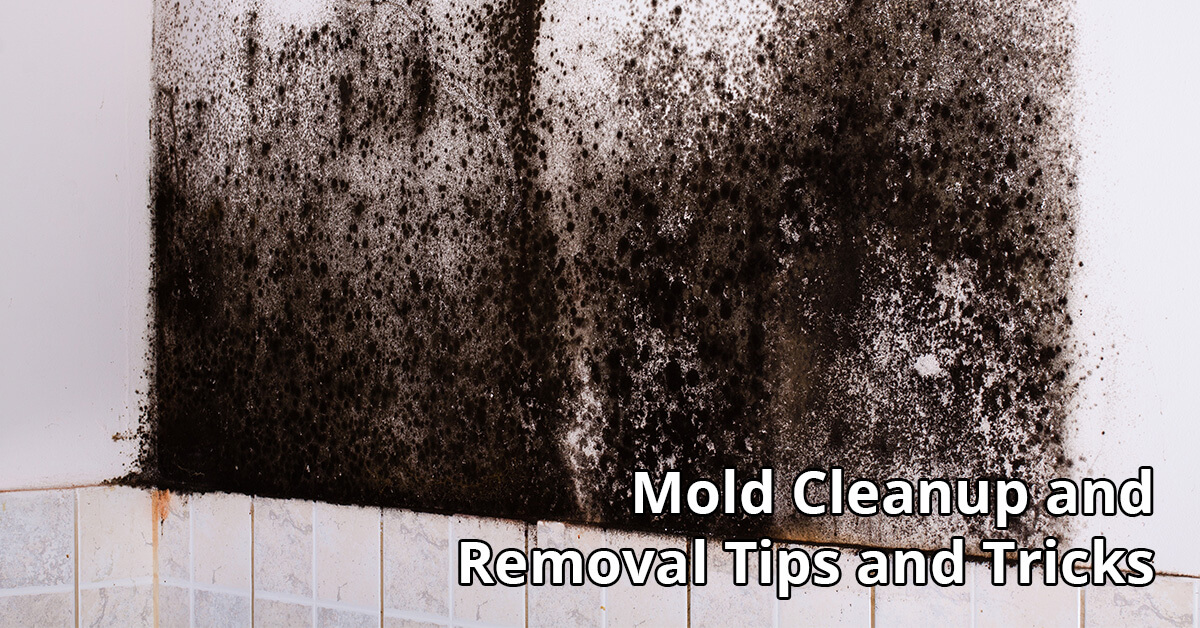   Mold Removal Tips in Bellevue, KY