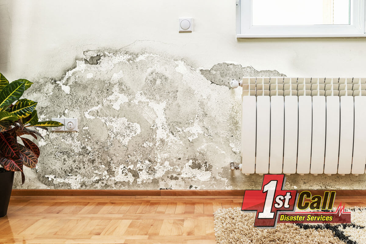   Mold Mitigation in Covington, KY