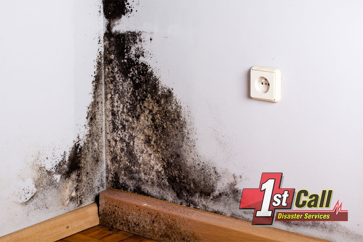   Mold Mitigation in Elsmere, KY