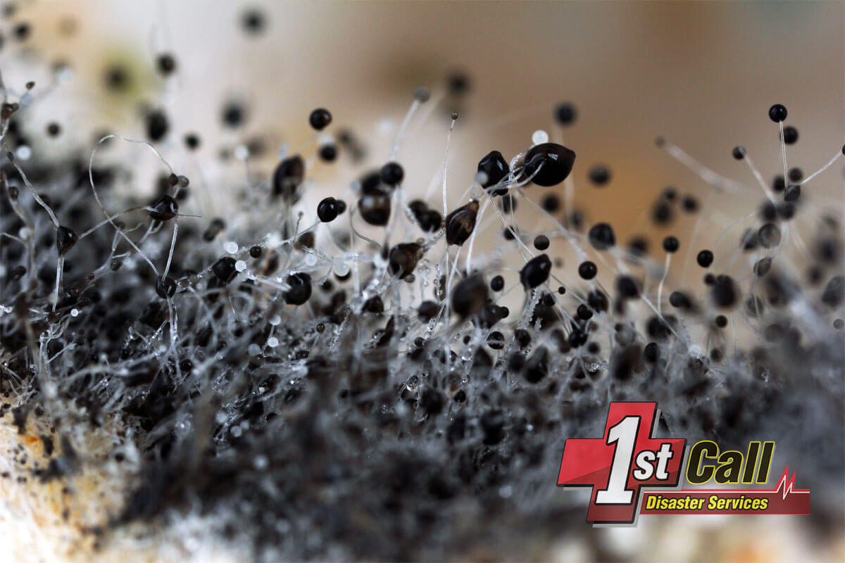   Mold Remediation in Crestview, KY