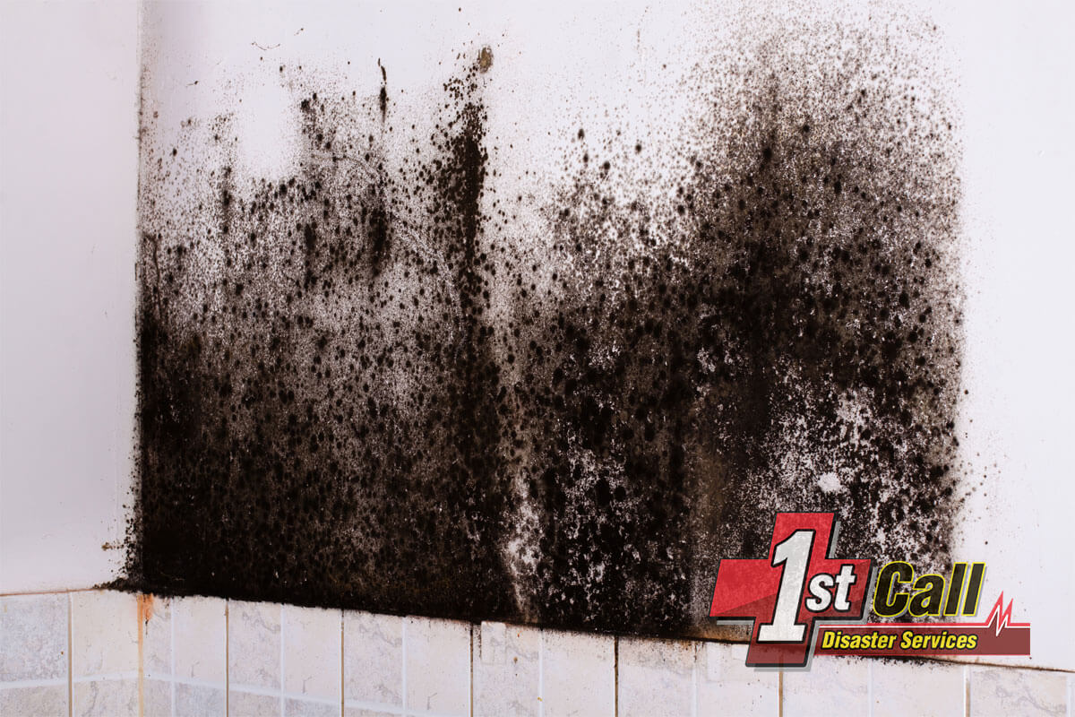   Mold Mitigation in Woodlawn, KY