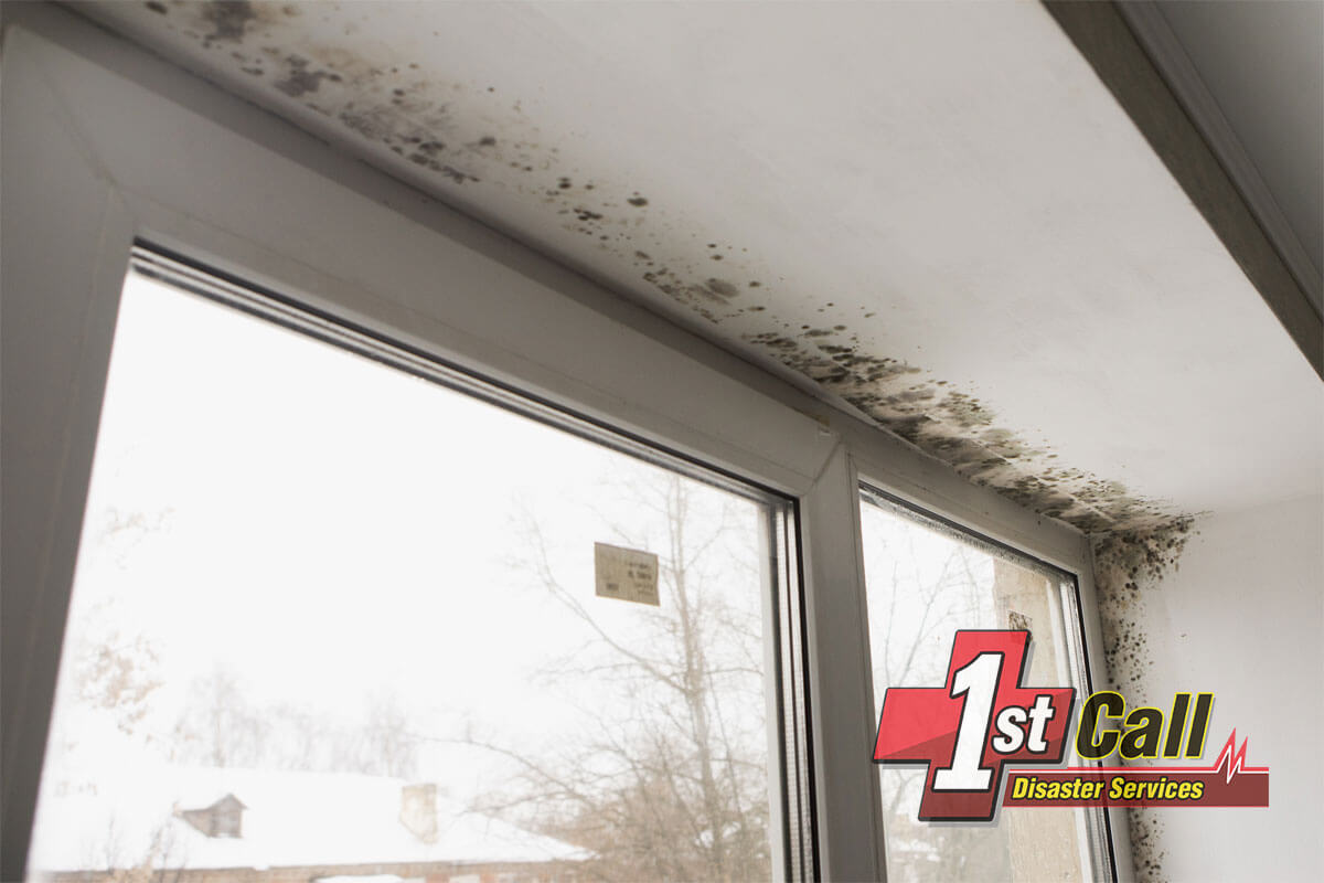   Mold Remediation in Woodlawn, KY