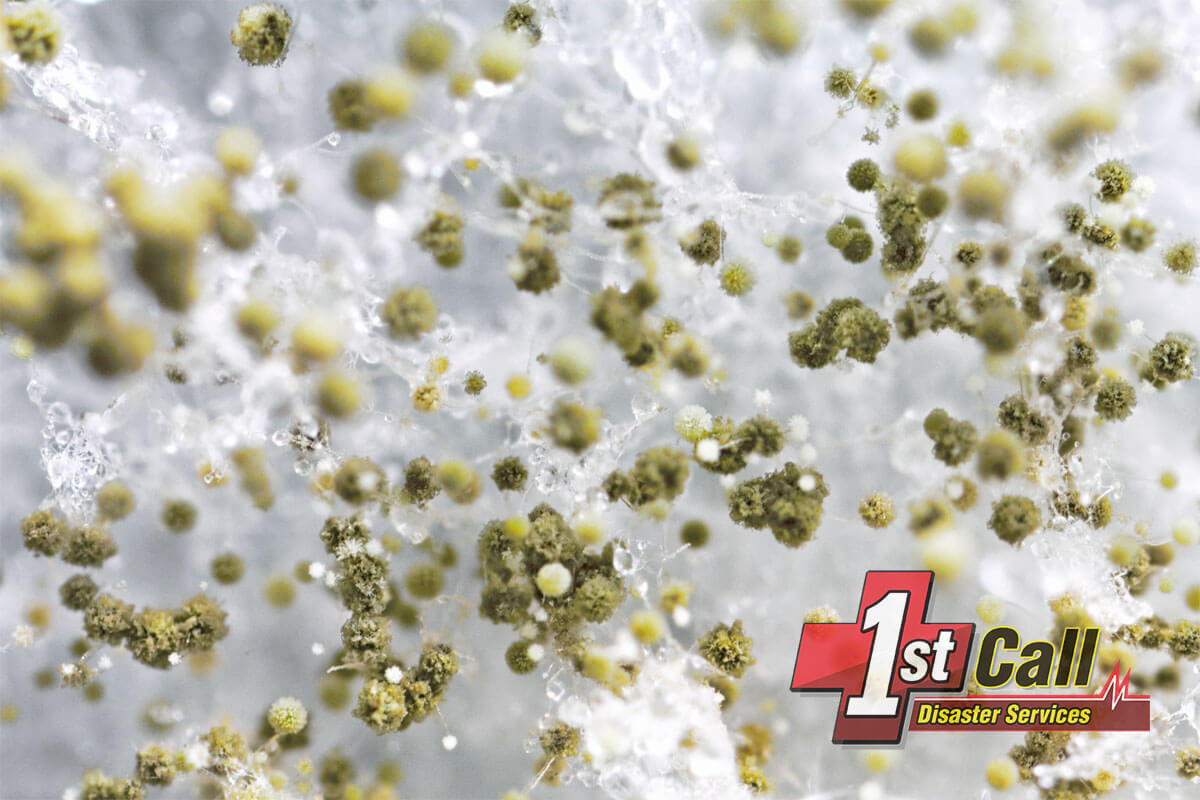   Mold Remediation in Elsmere, KY