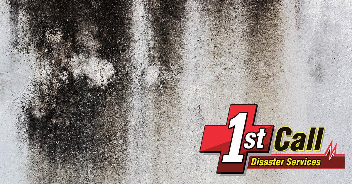  Certified Mold Remediation in Covington, KY