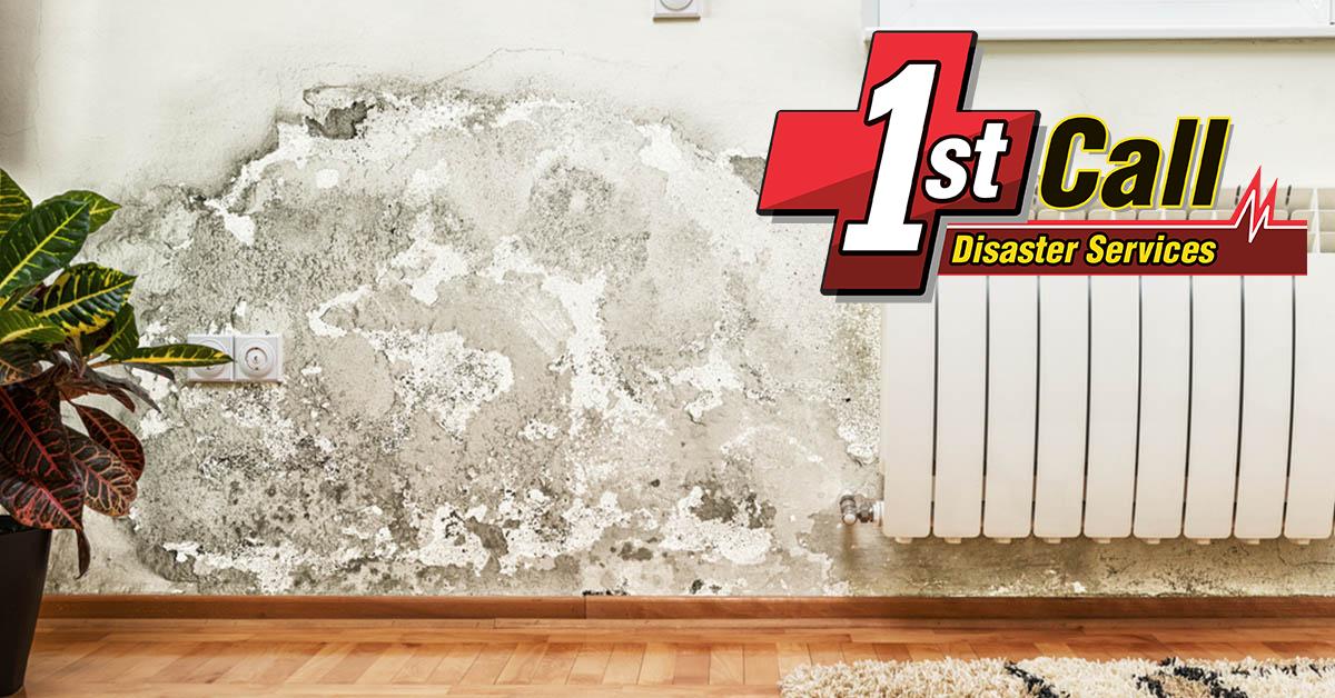   Mold Removal in Cincinnati, OH