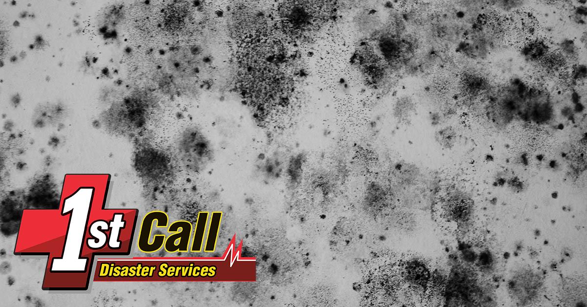 Professional Mold Mitigation in Union, KY
