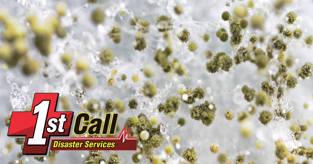  Professional Mold Remediation in Lexington, KY