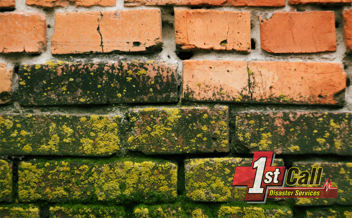   Mold Mitigation in Park Hills, KY