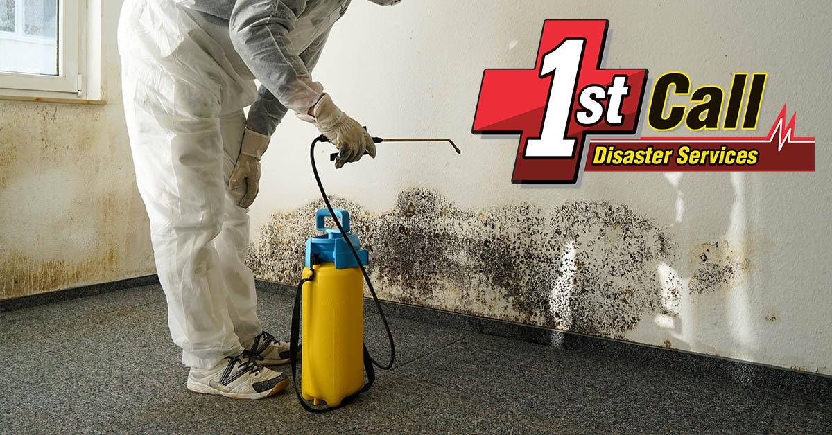  Professional Mold Damage Restoration in Edgewood, KY