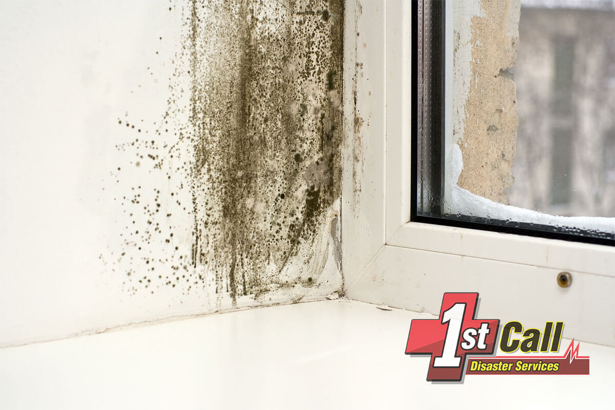   Mold Mitigation in Elsmere, KY