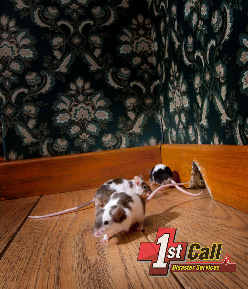   Raccoon Damage Restoration in Bromley, KY