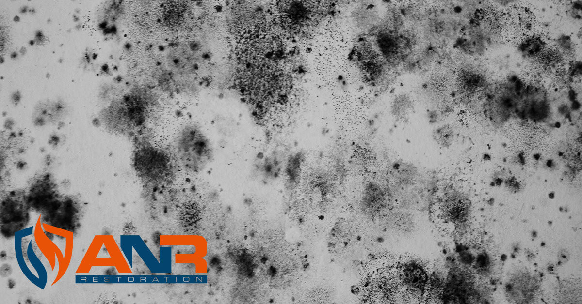  Mold Abatement in New Albany, IN