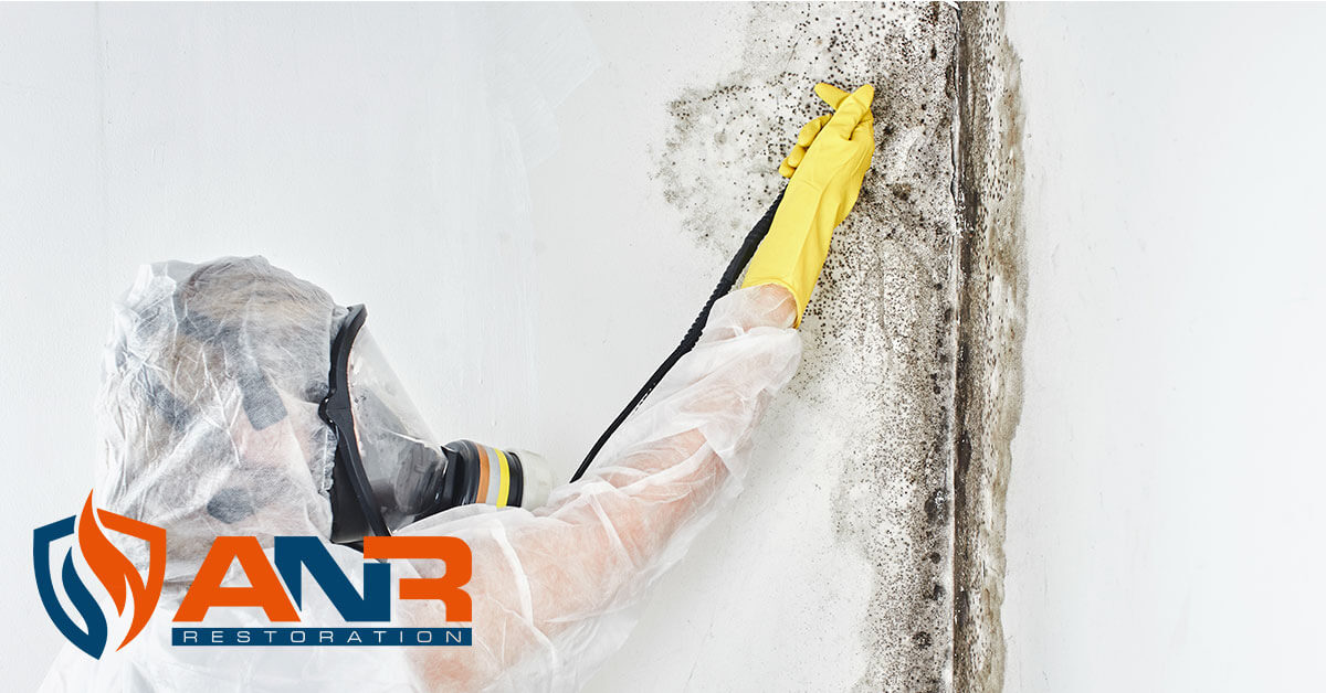   Mold Removal in Louisville, KY