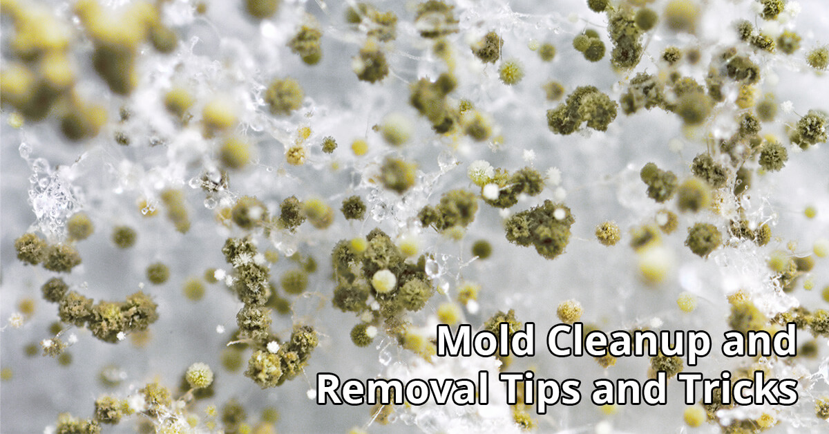   Mold Removal Tips in Charlestown, IN