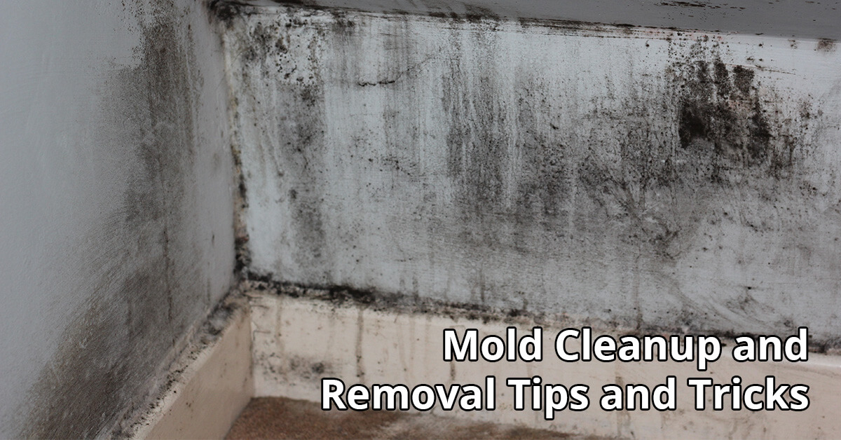   Mold Removal Tips in Scottsburg, IN
