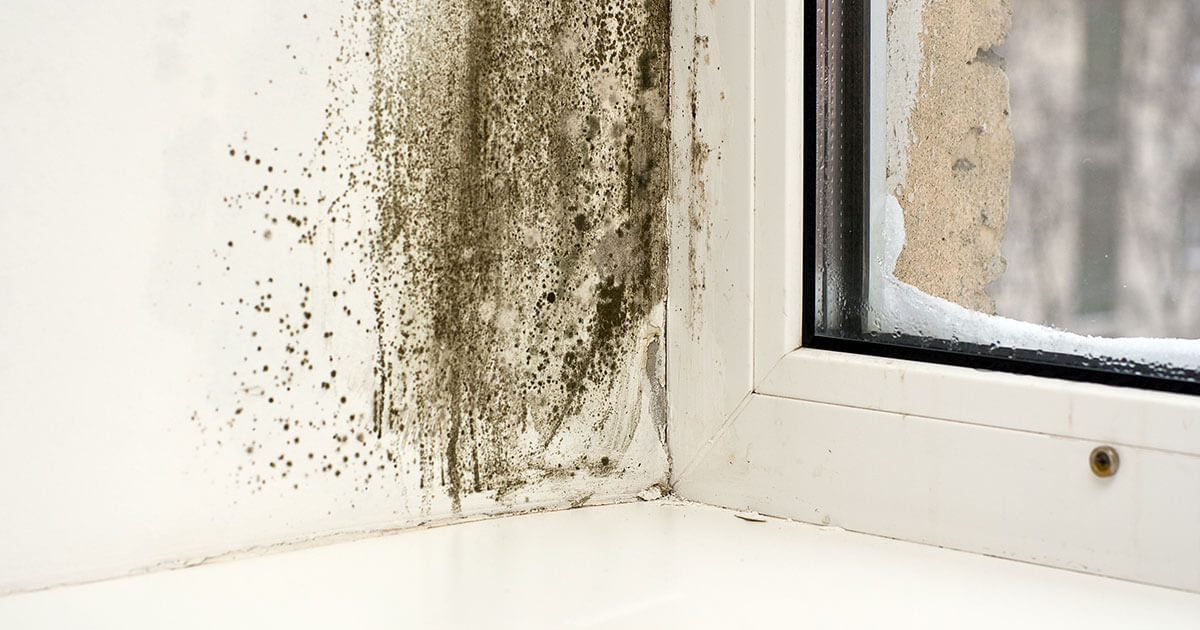  Professional Mold Mitigation in Corydon, IN