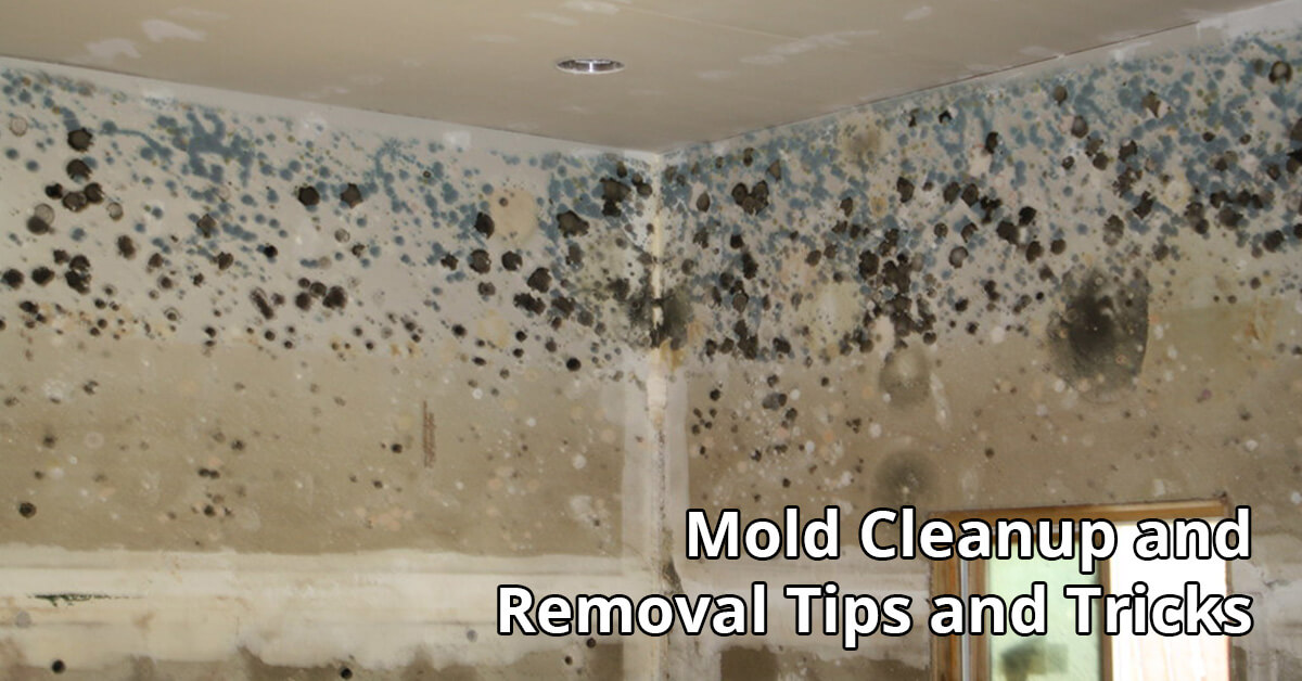   Mold Removal Tips in Louisville, KY