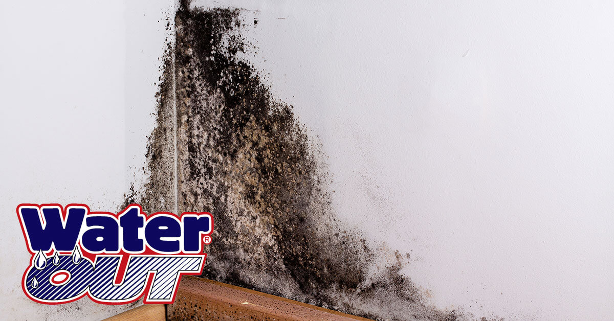   Mold Removal in Fort Wayne, IN