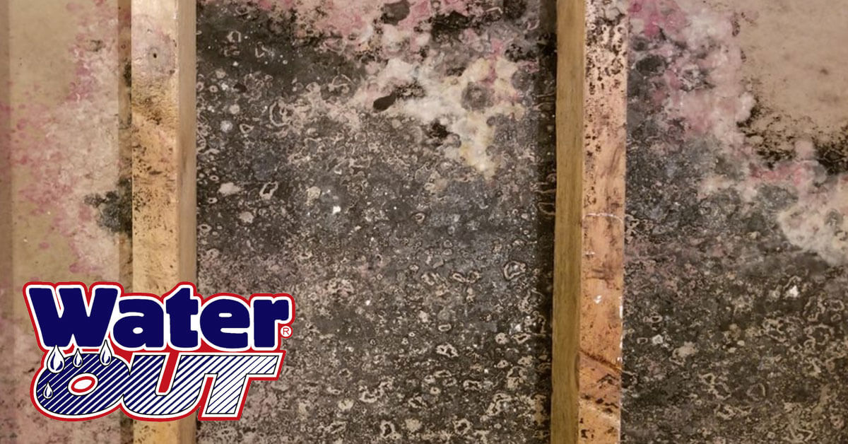   Mold Removal in Monroeville, IN