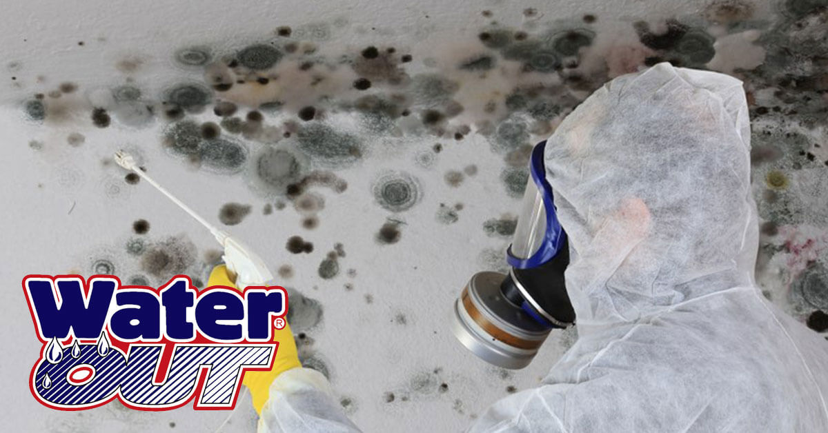   Mold Removal in New Haven, IN