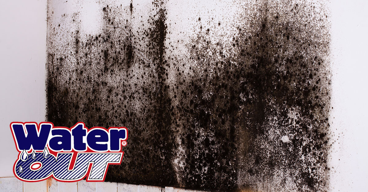   Mold Removal in Woodburn, IN