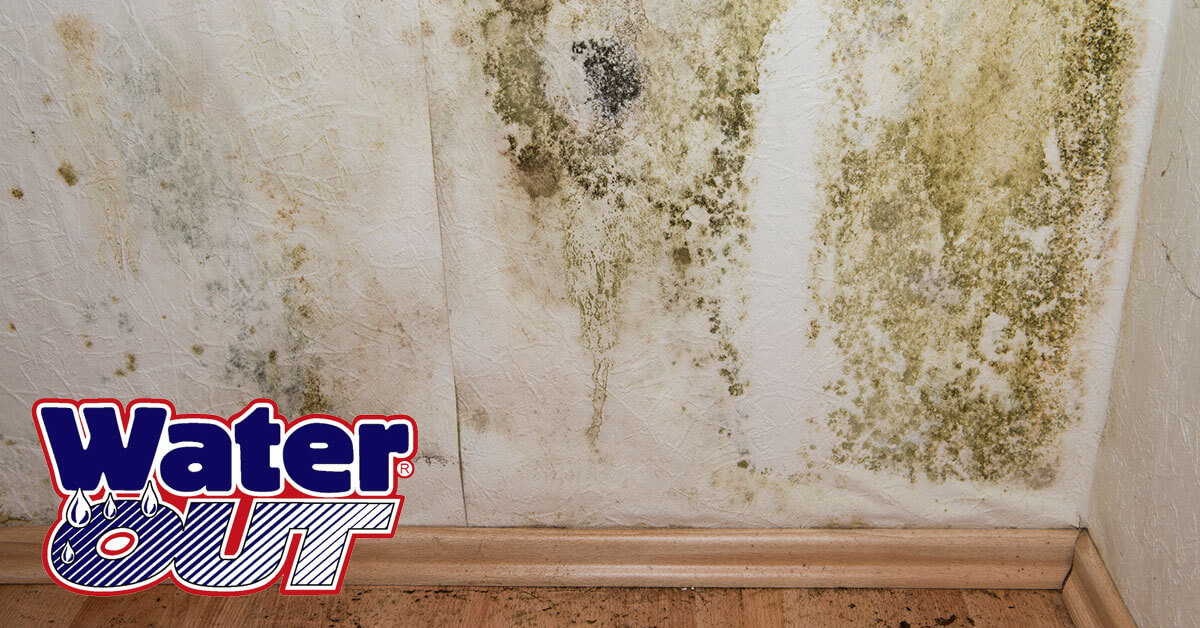   Mold Removal in New Haven, IN