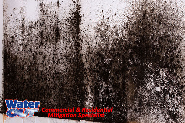  Professional Mold Abatement in Harlan,IN