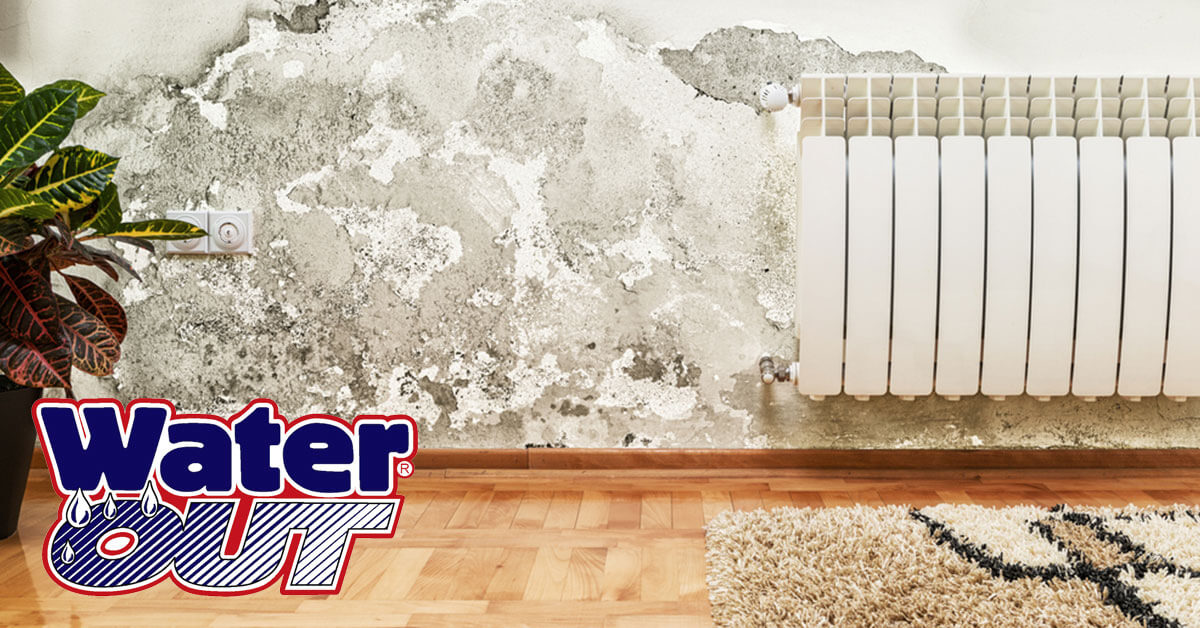   Mold Remediation in Fort Wayne, IN