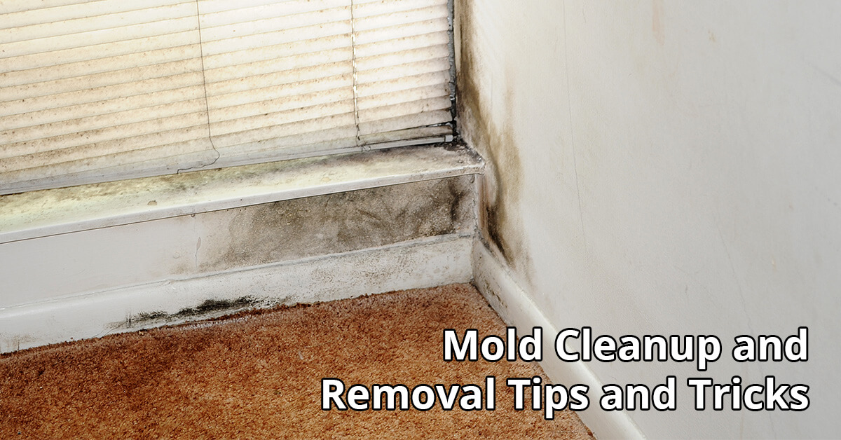   Mold Abatement Tips in Dundalk, MD