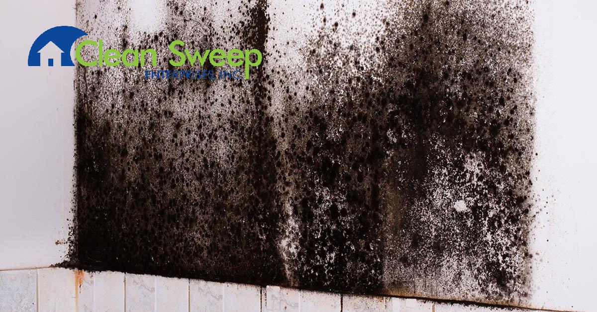  Certified Mold Removal in Owings Mills, MD