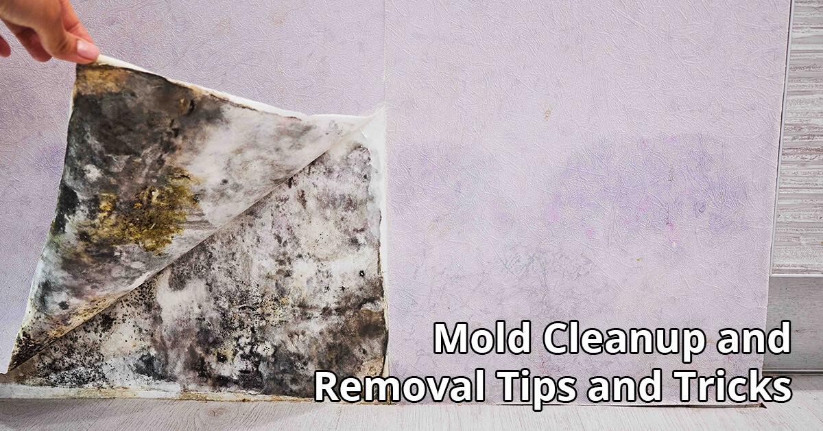   Mold Removal Tips in Dundalk, MD