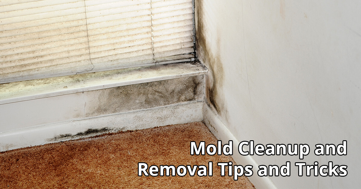   Mold Damage Restoration Tips in Randallstown, MD