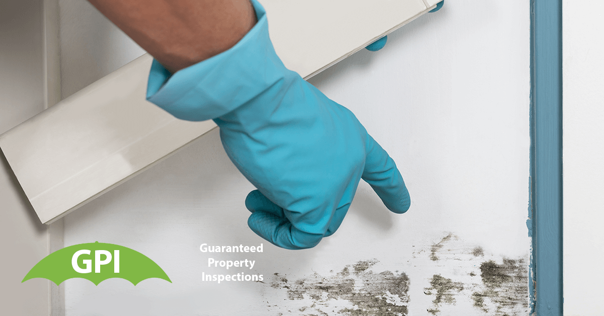   Mold Testing in Newport Beach, CA